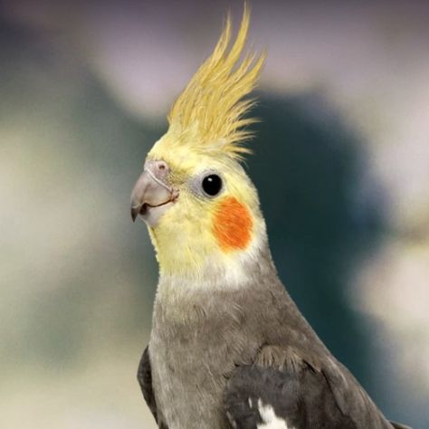 Cockatiel Personality, Food & Care – Pet Birds by Lafeber Co. #ashenfallow#cockatile Pet Bird, Parrot, Birds, Pet