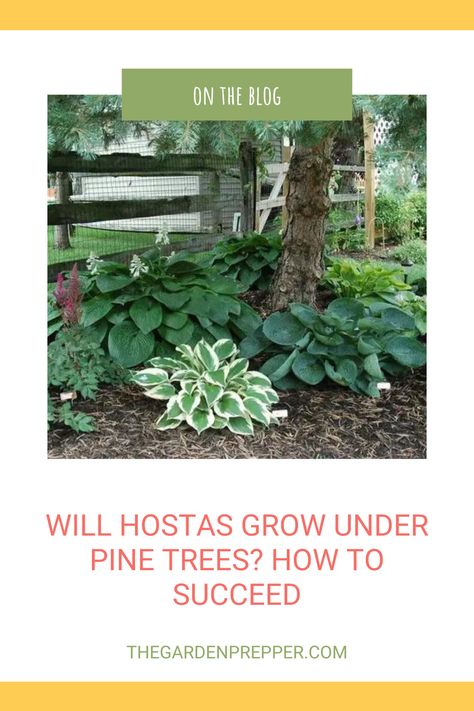 will hostas grow under pine trees Hostas Under Pine Trees, Under Pine Tree Ideas, Planting Under Pine Trees, Plants That Grow Under Pine Trees, Hostas Around Tree Base, Plants Under Pine Trees, Fast Growing Pine Trees, White Pine Tree, Holly Tree