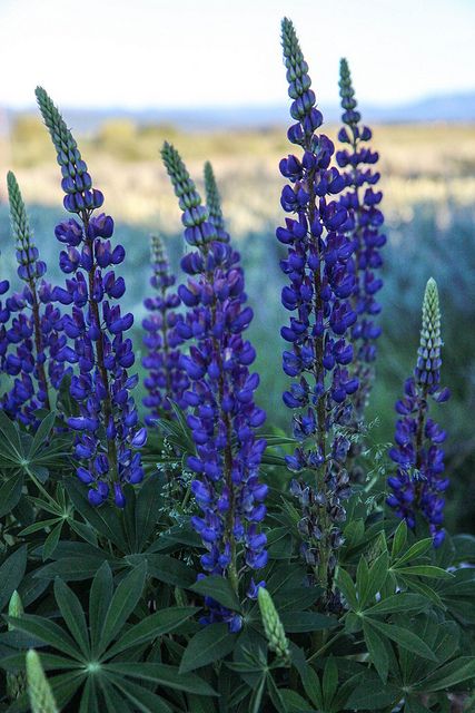 Beautiful Lupins Blue Lupine Flowers, Blue Lupine, Lupine Flowers, Blue And Purple Flowers, Purple Garden, Flower Landscape, Favorite Flower, Love Garden, House Beautiful