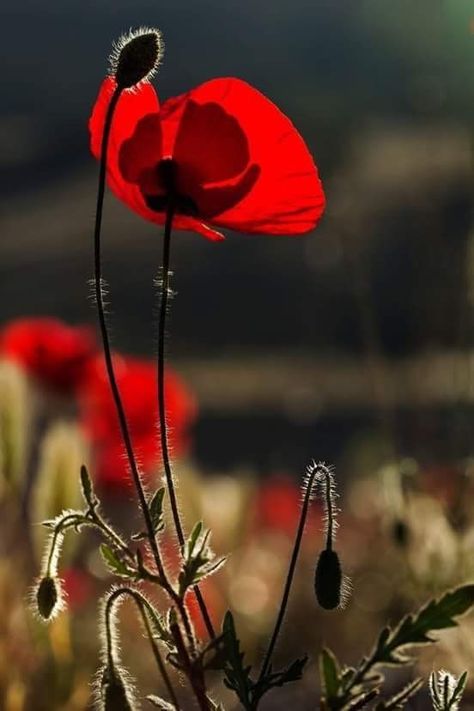 Boho Garden, Arte Floral, Poppy Flower, Flower Photos, Red Poppies, Love Flowers, Pretty Flowers, Red Flowers, Trees To Plant