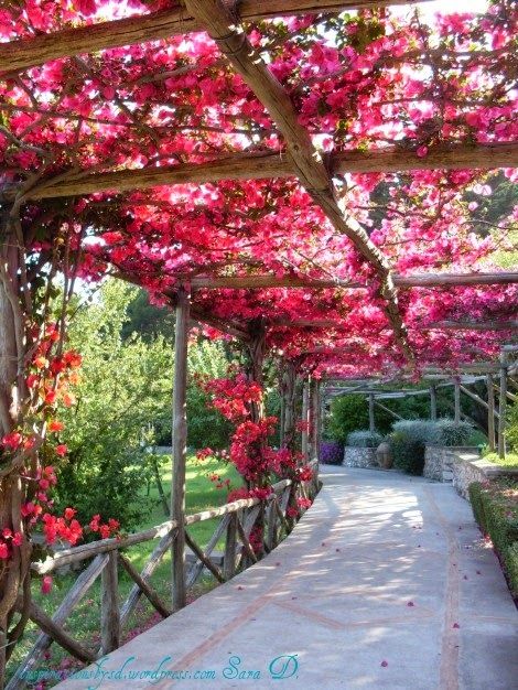 DiyAndGardenings: bougainvillea #landscaping #flowers #outdoors Pergola Wood, Rustic Pergola, Kolam Koi, Garden Pergola, Balcony Planters, نباتات منزلية, Backyard Gazebo, Have Inspiration, Pergola Patio