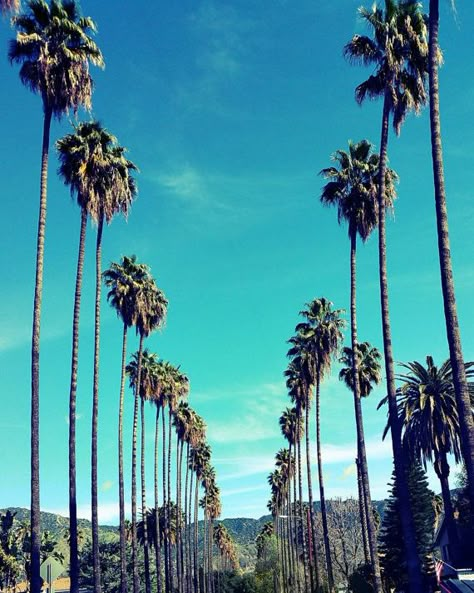 Palm Trees in Los Angeles, California, Palm Tree Lined Street Photo Print. California Photography. Los Angeles Photography. LA Photo. LA Art Los Angeles California Photography, Los Angeles Palm Trees, Palm Tree Photography, California Palm Trees, Palm Trees Wallpaper, Los Angeles Photography, California Vibe, California Photos, La Art