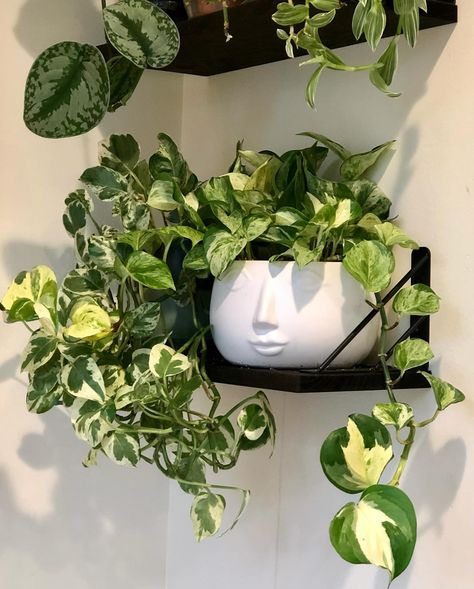 Nothing ordinary about their or extraordinary beauty! ——————————————————————— The Pothos family is so chill and has so much variety, they are truly a most have in any collection. Here are -few faves, in order of appearance: *Marble Queen (slides 1 and 2); *Manjula (slides 3 and 4); *Cebu Blue *Another Majula *Golden Pothos— one of the plants that started it all! The very last slide is what she looked like when she first joined the family ———————————————— do you have a favorite Pothos? Drop... Pothos Plant Decor, Manjula Pothos, Cebu Blue, Basement Suite, Marble Queen, Marble Queen Pothos, Forest Life, Apartment Plants, Golden Pothos