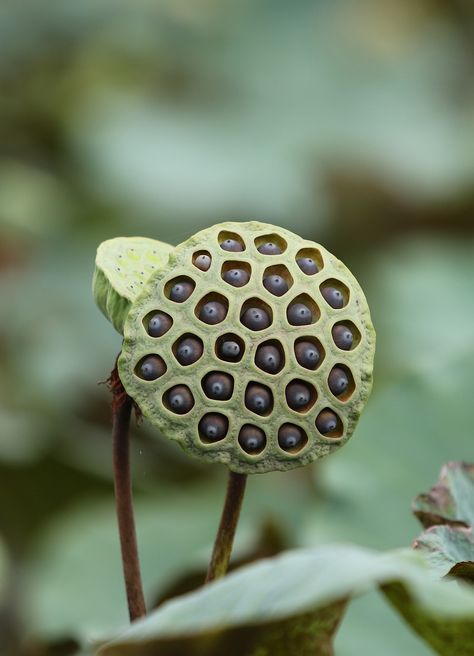 Download free HD stock image of Lotus Seed Pod Lotus Seed Pod, Photo To Watercolor, Lotus Seed, Lotus Pods, Herbal Plants, Seed Pod, Plant Seeds, Oily Skin Care, Wallpaper Download