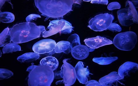 Moon Jellyfish, Purple Moon, Central Florida, Jellyfish, Florida, Laptop, Moon