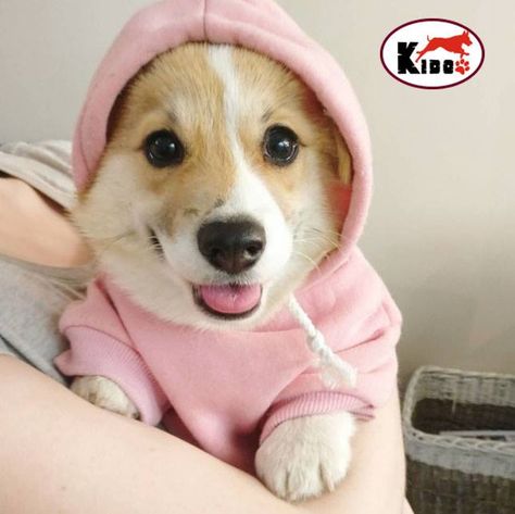 Chinook Dog, Corgi Clothes, Australian Kelpie Dog, Animal Sweater, Corgi Butts, Corgi Puppy, Cute Corgi, Corgi Dog, Pink Hoodie