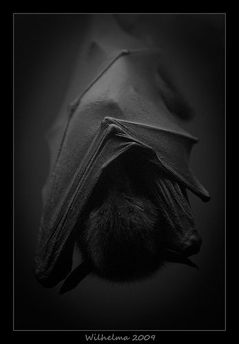 'Night Hunter' by der Lichtklicker or Wilhelma or dabduedel (or all 3?) Bat Astethic, Dark Nature Photography, Bats Aesthetic, Bats Cute, Bat Photos, Animals Tattoo, Cute Bat, Creatures Of The Night, Black Bat