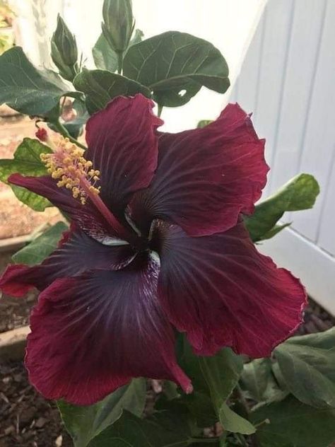 Goth Garden, Hibiscus Plant, Nothing But Flowers, Unusual Flowers, Black Dragon, Pretty Plants, Beautiful Flowers Pictures, Exotic Flowers, Purple Flower