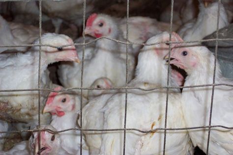 World Animal Protection (WAP) has released a shocking report showing that some of the world’s biggest fast-food giants are failing to address the extreme suffering of chickens raised for their meat in factory farms. The report, entitled The Pecking Order 2018, is the first such study to look into the issue of the welfare of … Chicken Runs And Coop, Coop And Run, Cages For Sale, Broiler Chicken, Bantam Chickens, Best Chicken Coop, Chicken Cages, Chicken Hen, Egg Production