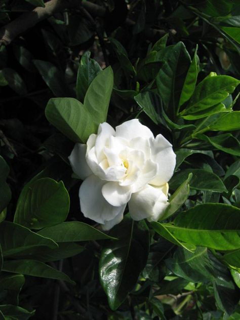 Gardenia jasminoides 'Veitchii' - Boething Treeland Farms Gardenia Jasminoides, Rainbow Braids, Wall Fountain, Container Size, Climbing Roses, Water Flowers, Climbing Plants, Butterfly Garden, Trees And Shrubs