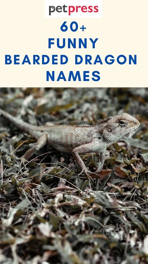 Here are some of our favorite funny bearded dragon names. Bearded Dragon Names, Bearded Dragon Funny, Dragon Names, Funny Dragon, Beard Humor, Bearded Lady, Guy Fieri, Funny Names, Cute Names