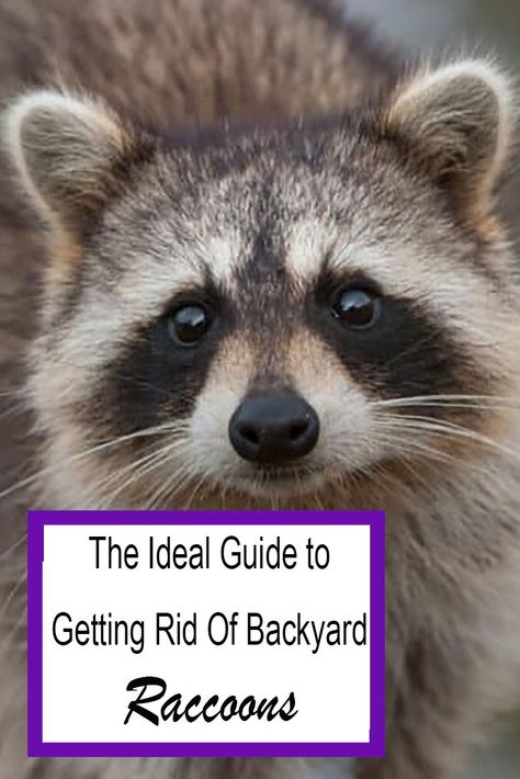 How To Get Rid Of Raccoons In Your Yard, How To Get Rid Of Raccoons, Get Rid Of Skunks In Your Yard, Things I Have In Common With A Raccoon, Raccoon Deterrent, Get Rid Of Raccoons In Yard, Raccoon Deterrent How To Get Rid, How To Keep Raccoons Out Of Trash, Raccoon Repellent