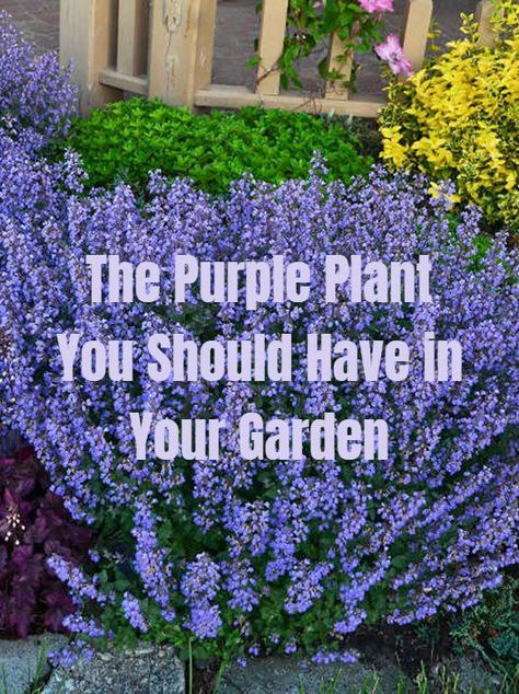 Front Yard Landscaping For Ranch House, Garden Perennials, Funny Vine, House Addition, Purple Plants, Front Landscaping, Outdoor Stuff, Herbs Indoors, Garden Yard Ideas