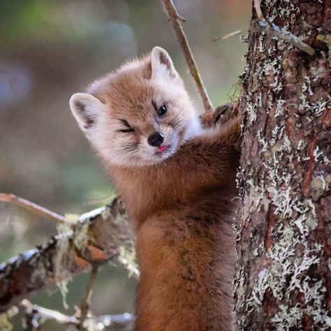 Pine Martens, Pine Marten, Ontario Parks, Animal Study, Super Cute Animals, Pretty Animals, Silly Animals, Animal Sketches, Cute Animal Photos