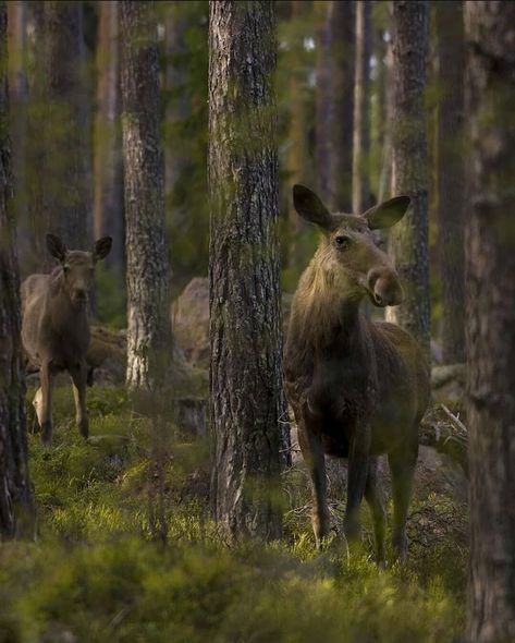 Visit Sweden on Instagram: “Greetings from the Swedish forests 🌲💚 . Photographer: @lars_nordanbro_photography . . . . . . . Tag your photos with #visitsweden for a…” Swedish Animals, Sweden Forest, Swedish Forest, Sweden Nature, Childhood Summer, Peer Gynt, Visit Sweden, Inspiration Nature, Life On Earth