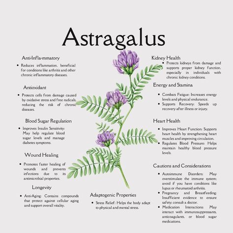 Strengthen from within with Astragalus! 🌿✨ This ancient herb is a powerful adaptogen, celebrated for boosting immunity, enhancing energy, and combating fatigue. 💪💚 A staple in Traditional Chinese Medicine, it’s perfect for long-term wellness and resilience. How do you use Astragalus in your self-care routine? Let’s exchange ideas below! 💬🌟 #Astragalus #HerbalImmunity #Adaptogens #NaturalHealing #EnergyBoost #HolisticHealth #HealingHerbs #PlantMedicine #HerbalWellness #ImmuneSupport #Holis... Herbal Monographs, Astragalus Benefits, Herbal Knowledge, Medicine Knowledge, Herbal Medicine Cabinet, Crystals And Herbs, Boosting Immunity, Medicine Herbs, Medical Herbs