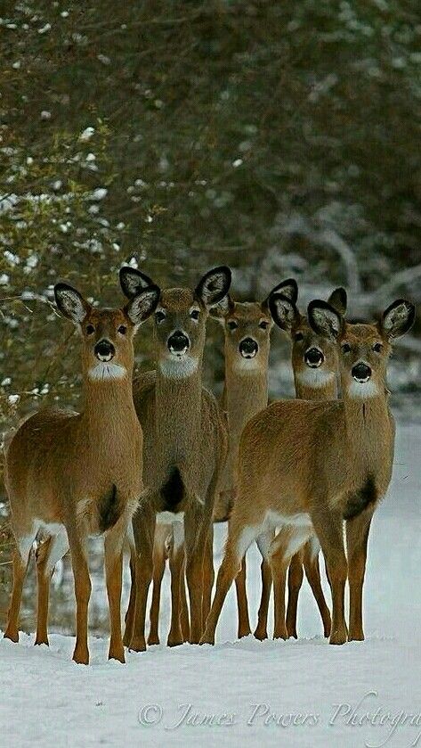 Deer - Five does in a row. - by James Powers Photography Regnul Animal, Wild Kingdom, Mule Deer, Manx, Whitetail Deer, Amazing Animals, Animal Planet, Animal Photo, Nature Animals