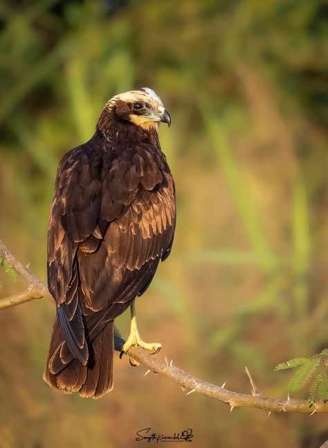 Marsh Harrier, Bird Magic, Disney Garden, Europe Continent, Animal References, Extinct Animals, Birdwatching, Birds Of Prey, Hawks