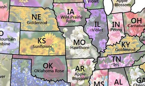 Map Shows Every U.S. State Flower Texas State Flower, State Project, State Flowers, Map Quilt, States And Capitals, Indoor Gardening, Texas State, Blue Bonnets, Paper Flowers