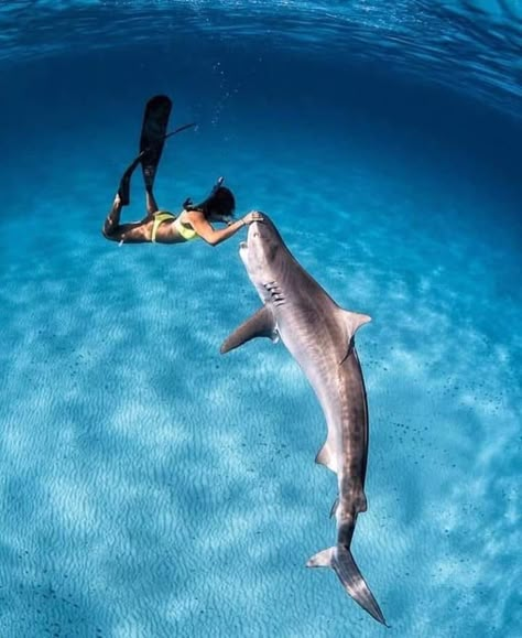 Salt Water Fishing, Shark Diving, Underwater Photographer, Underwater Photos, Marine Biology, Marine Animals, Ocean Creatures, Ocean Animals, Underwater Photography