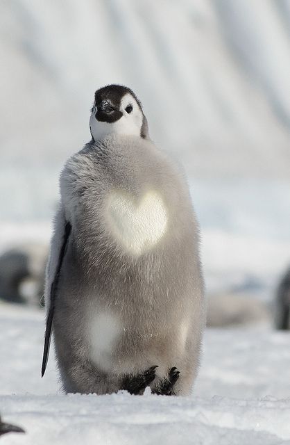 Penguin Aesthetic, Penguin Pillow, Emperor Penguins, Penguin Decor, Penguin Craft, Penguin Love, Emperor Penguin, Baby Penguins, Arctic Animals