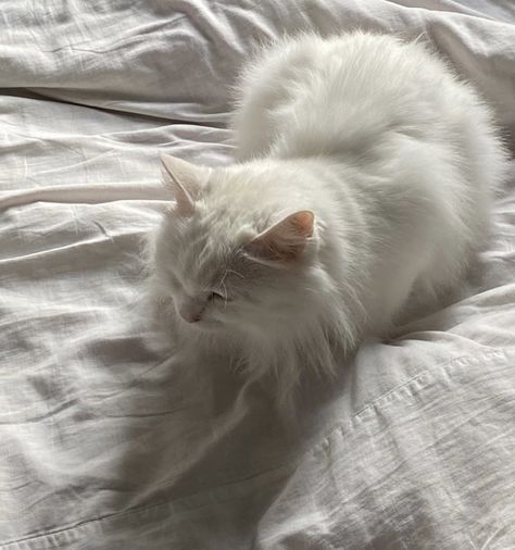 White Cat Aesthetic, White Fluffy Cat, Fluffy White Cat, Aesthetic Black And White, Aesthetic White, Gray Aesthetic, Cat Icon, Aesthetic Black, White Cats