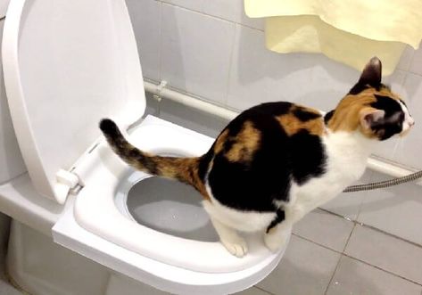 One of the first things as an owner that wants to toilet train your cat is to know about your cat.The behavior of a cat; the does, and don’ts of training a cat... Raising Kittens, Bathroom Outside, Cat Toilet Training, Getting A Kitten, Cats Pictures, Cat Toilet, Training Kit, Toilet Training, Cat Training