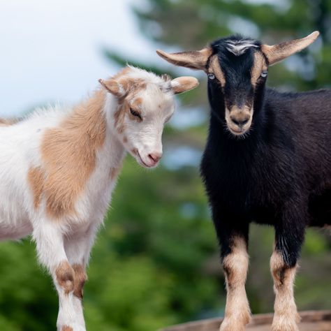 Nigerian Dwarf: The Little Workhorse of the Goat World Minature Goats, Nigerian Goats, Small Goat, Mini Goats, Goat Herding, Pygmy Goat, Farm Family, Animal Humour, Cute Goats