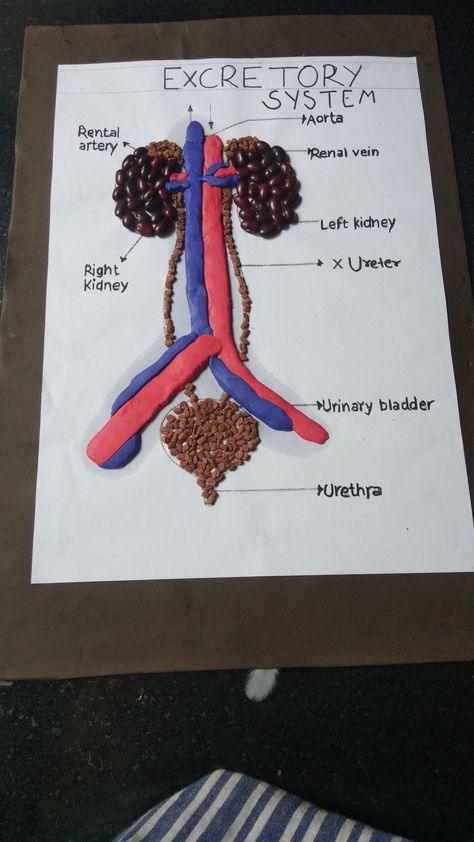 Health Science Projects, Renal System, High School Project, Human Body Systems, Cool Science Experiments, Health Careers, Elementary Science, Homeschool Science, Body Systems