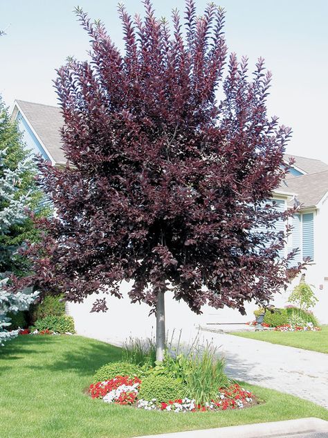 Canada Red Chokecherry ?Prunus virginiana ‘Canada Red’ | Product Tags | J.C. Bakker Nurseries Chokecherry Tree, Trees For Front Yard, Spring Crops, Backyard Trees, Tiny White Flowers, Berry Bushes, Small White Flowers, Leaf Coloring, Tree Hugger