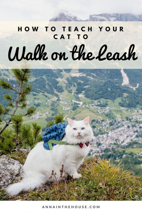 Cat On Leash, Cat Hiking, Hiking Cat, Cat On A Leash, Best Cat Harness, Train A Cat, Cats Ragdoll, Dog Training School, Camping With Cats