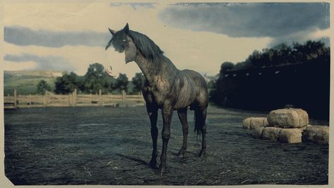 Missouri Fox Trotter - Wheeler, Rawson and Co. (Online Edition) Rdr2 Online, Hunter Games, Horse Games, Work Horses, Horse Things, Trotter, Bounty Hunter, Horse Breeds, The Horse