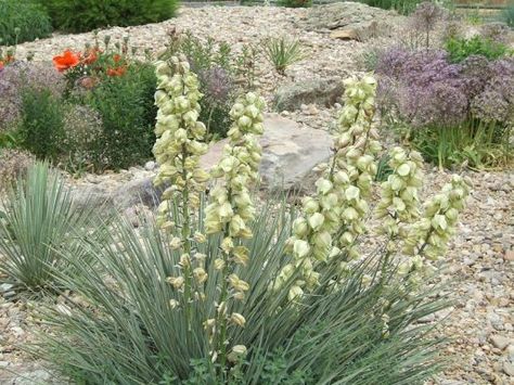 Yucca Plant: Types, Care, and Maintenance Yuca Plant, Yucca Plant Care, Plant Leaves Turning Yellow, Yucca Tree, Plant Types, Yucca Plant, Small Front Yard Landscaping, Small Front Yard, Plant Diseases