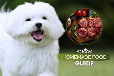 Homemade Dog Food Recipes For Maltese, Homemade Dog Food For Maltese, Dog Nutrition Guide, Dog Food Delivery, Make Dog Food, Wireless Dog Fence, Nutrition Guidelines, Basket Decor, Maltese Dog