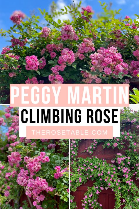 Every gardener needs to plant Peggy Martin! This climbing rose is drought tolerant, cold hardy, thornless, and STUNNING. Peggy Martin Rose Climbing Trellis, Lady Banks Climbing Roses, Peggy Martin Rose, Texas Backyard, Martin Rose, Rose Garden Landscape, Rose Fertilizer, Landscaping With Roses, Rose Trellis