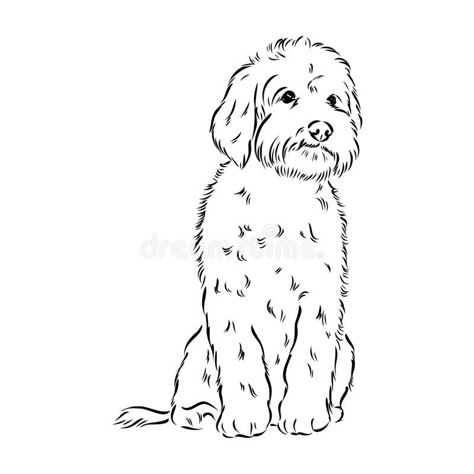 How To Draw A Labradoodle, Aussiedoodle Drawing, Goldendoodle Illustration, Golden Doodle Drawing, Labradoodle Tattoo, Labradoodle Drawing, Outline Procreate, Schnoodle Dog, Dog Drawing Simple