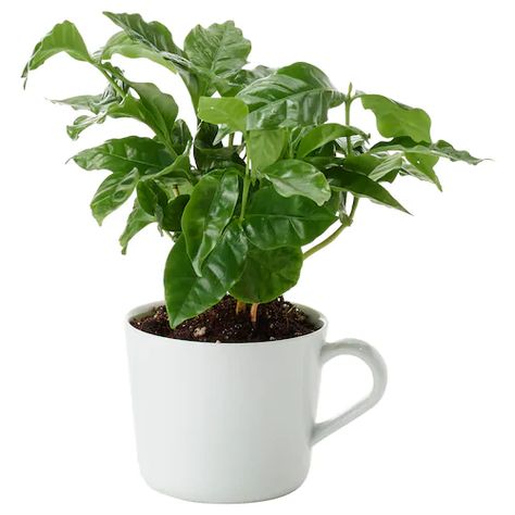 Succulents & Plants - IKEA Ficus Microcarpa Ginseng, Ikea Plants, Ficus Microcarpa, Coffea Arabica, Coffee Plant, Decoration Plante, Office Plants, Money Trees, Arabica Coffee