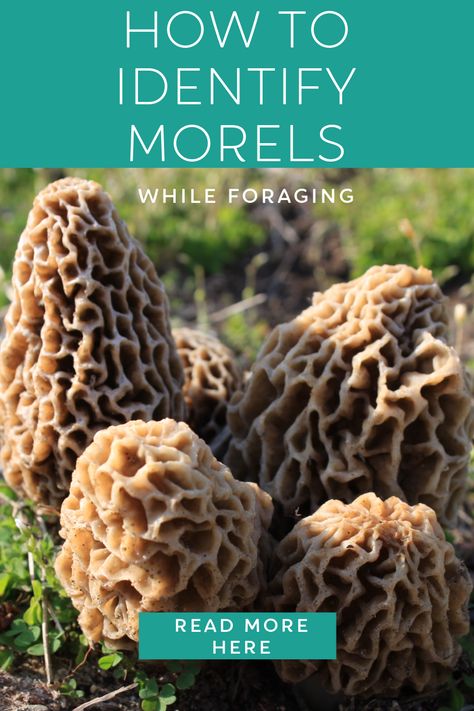 Moral Mushrooms, Mushroom Morel, Morel Mushroom Recipes, Morel Mushroom Hunting, Homesteading Life, Mushroom Species, Morel Mushrooms, Foraging Recipes, Foraged Food