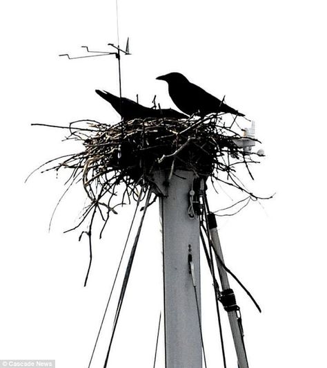 What a position: These two birds obviously took the nautical term quite literally when they decided to build their home on the crow's nest of a yacht Crow Nest, Nautical Terms, Crows Drawing, Crow Painting, Nest Art, American Crow, Crow Tattoo, Crow Skull, Crow Bird