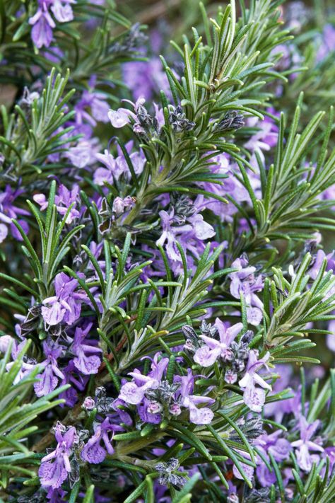 Flowering Herbs, Drought Tolerant Shrubs, Best Herbs To Grow, Rosemary Plant, Dried Lavender Flowers, Cottage Garden Design, Aromatic Plant, Garden Shrubs, Medicinal Plants