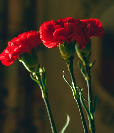 Red Carnations Spanish Flowers, Dianthus Caryophyllus, Carnation Flowers, Flower Identification, Flowers In Bloom, Flower Close Up, Red Carnation, Flower Guide, Pink Bottle