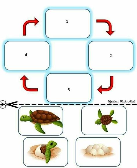 Life Cycle Worksheet, Turtle Life Cycle, Human Body Science, Animal Life Cycles, Apple Preschool, Diy Kids Games, Preschool Art Activities, Give Birth, Kids Activity Books