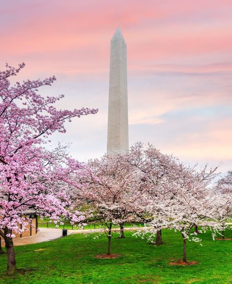 🌸 #SpringtimeDC 🌸 Immerse yourself in the beauty of Washington DC during spring, where cherry blossoms adorn the landscape, framing the iconic Washington Monument in delicate hues. What’s your favorite springtime location? Cherry Blossom Dc, Spring Mood, Washington Monument, The Landscape, Cherry Blossoms, Spring Time, Washington Dc, Cherry Blossom, The Beauty