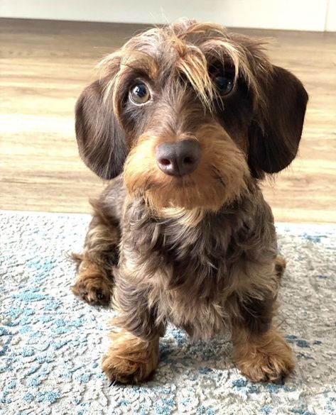 Long Hair Mini Dachshund, Long Hair Miniature Dachshund, Golden Dachshund Long Hair, Wired Hair Dachshund, Red Long Haired Mini Dachshund, Doxie Puppies, Big Dog Breeds, Wire Haired Dachshund, Weiners