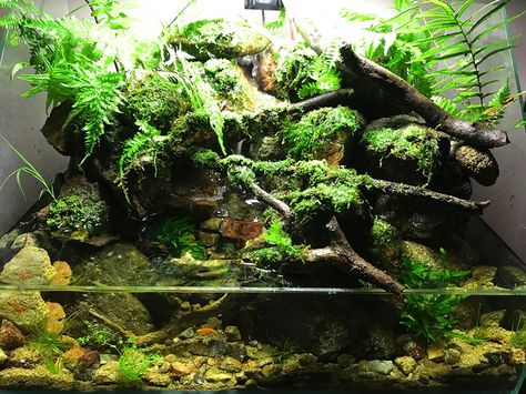 Paludarium Vivarium, Aquarium Art, Turtle Terrarium, Frog Habitat, Frog Terrarium, Diy Succulent Terrarium, Indoor Water Garden, Aquarium Landscape, Reptile Habitat