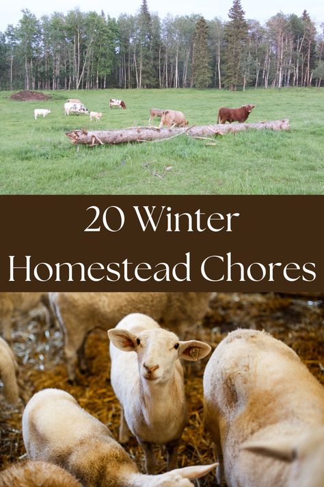 Winter is often described as a time for rest. For nature and for us. Even though we are resting, there are chores that need to get done to make sure the homestead continues to run smoothly during the winter months. Here are 20 winter homestead chores to make sure your homestead stays in tip top shape this winter. Winter Farm Hacks, Winter Homesteading, Allotment Planning, Winter Homestead, Homestead Lifestyle, Farm Hacks, Homesteading Animals, Farming Life, Chicken Waterer