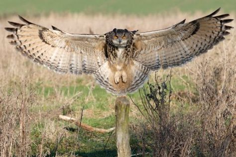 An Owl's Wingspan | Content in a Cottage Euler's Formula, Realistic Owl Tattoo, Wild Owl, Owl Wings, Eagle Owl, Owl Tattoo Design, Owl Photos, Owl Pictures, Great Horned Owl