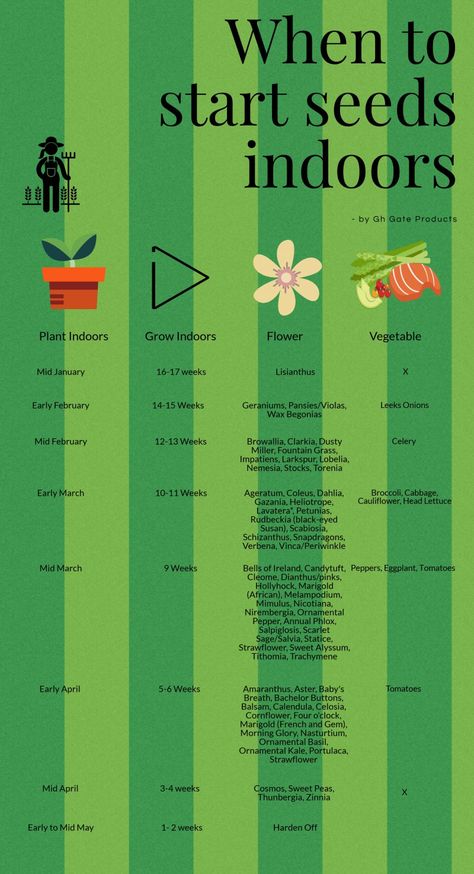 Use the chart below to help you figure out when your flower/vegetable seeds need to be started indoors.   Start planning now! https://ecs.page.link/QZ7M7 When To Start Planting Seeds Indoors, Garden Seeds To Start Indoors, When To Start Seeds Indoors, How To Grow Flowers From Seeds, Starting Flowers From Seeds Indoors, How To Start Garden Seeds Indoors, Growing Flowers From Seeds, Seed Starting Indoors, Plant Seeds