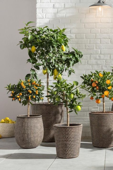 Lemon Trees, Potted Plants Outdoor, Citrus Trees, Outdoor Gardens Design, House Plants Decor, Roof Garden, Outdoor Plants, Backyard Landscaping Designs, Backyard Design