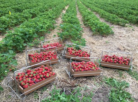 Growing Strawberries | Bures Berry Patch Berry Patch Layout, Strawberry Patch Garden, Strawberry Patch Ideas, Manor Exterior, Picking Strawberries, Strawberry Ideas, Berry Patch, Chicken Pen, Patch Ideas